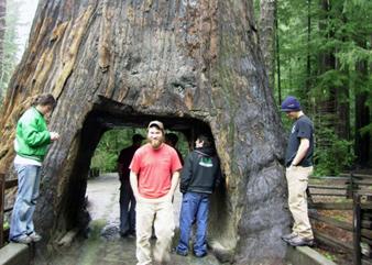 A group of people stand by a redwood tree with a tunnel through it in the forest.